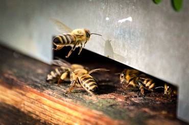 Mi is az apiterápia? Avagy mit adnak nekünk a méhek?