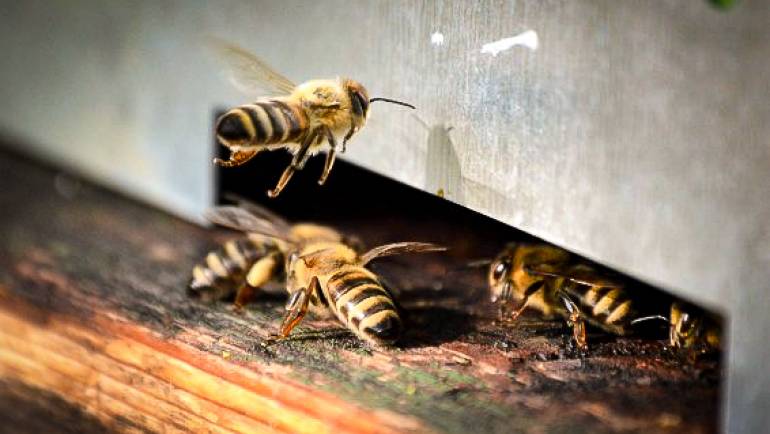 Mi is az apiterápia? Avagy mit adnak nekünk a méhek?